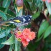 Medosavka zlutokridla - Phylidonyris novaehollandiae - New Holland Honeyeater o7696